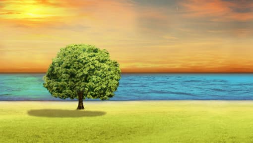 园艺植物资源与利用视频教程_柴明良_浙江大学