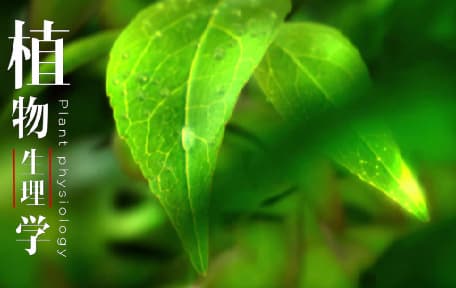园艺植物生理学及实验视频教程_郭延平_浙江大学