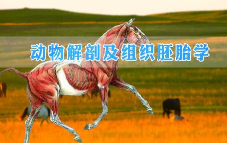 畜禽解剖及组织胚胎学视频教程_王家刚、吴旧生_浙江大学