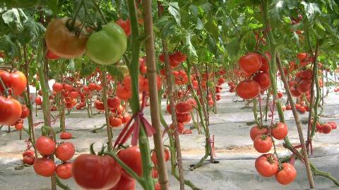 《蔬菜生产技术》PPT课件 胡繁荣 金华职业技术学院