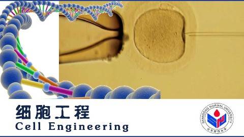 《细胞工程》PPT课件 安利国 山东师范大学