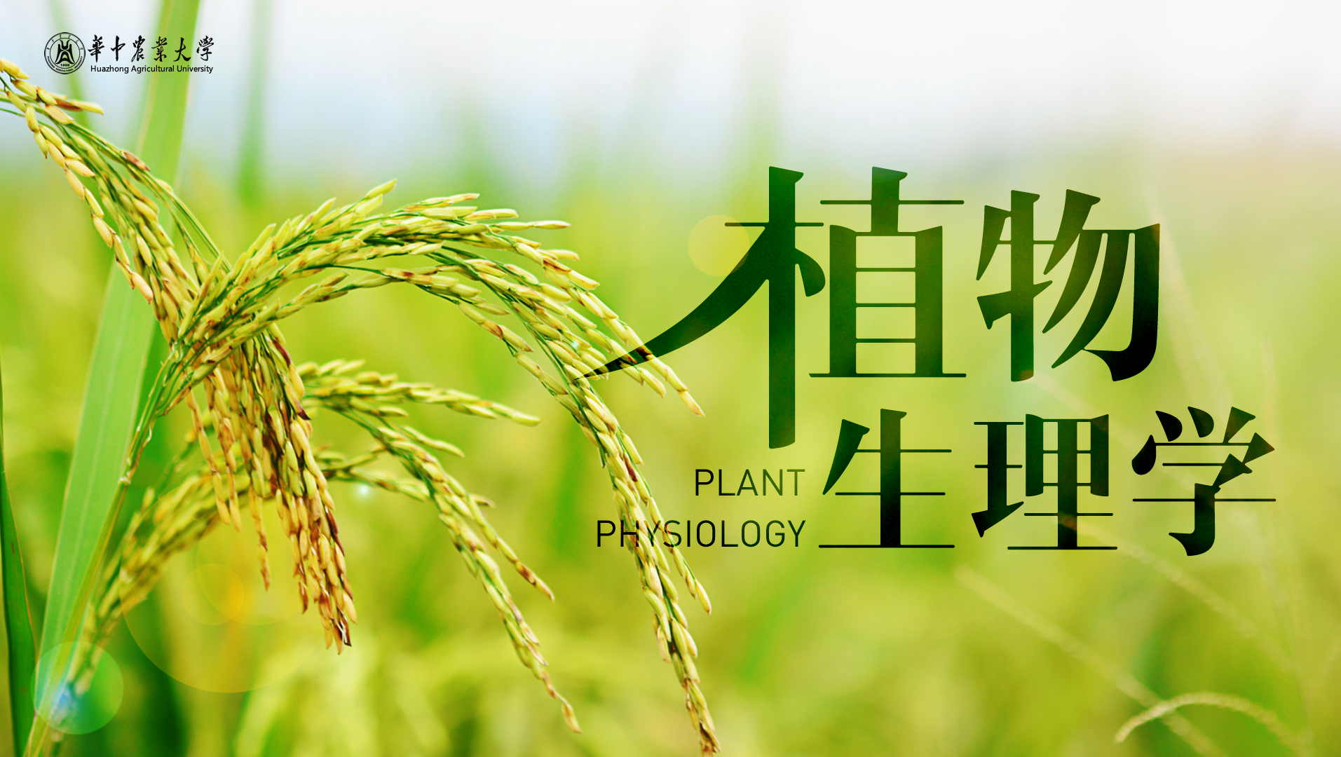 《植物生理学》PPT课件 丰胜求  华中农业大学