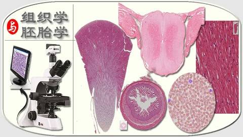 《组织学与胚胎学》PPT课件 谢小薰 广西医科大学