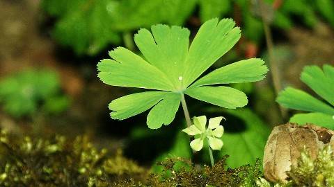 《植物学》PPT课件 刘文哲 西北大学