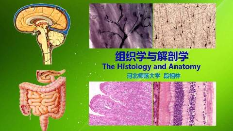 《组织学与解剖学》PPT课件 段相林 河北师范大学