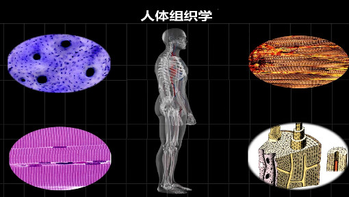 《人体组织学》PPT课件 汪琳  武汉大学