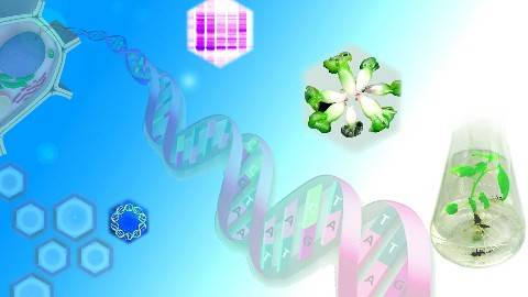 《植物生物技术》PPT课件 林忠旭 华中农业大学