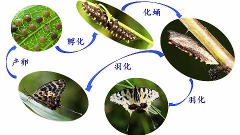 《普通昆虫学》PPT课件 雷朝亮 华中农业大学