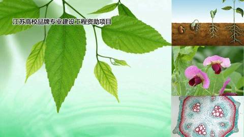 《植物与植物生理》PPT课件 陈忠辉 苏州农业职业技术学院