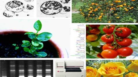 《园艺植物生物技术》PPT课件 刘继红 华中农业大学