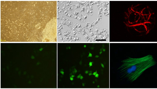 《细胞生物学实验》PPT课件 薛秀花  北京师范大学