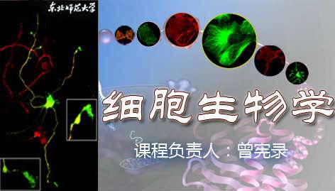 《细胞生物学》PPT课件 曾宪录 东北师范大学