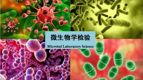 《微生物检验》PPT课件 徐志毅 上海健康医学院