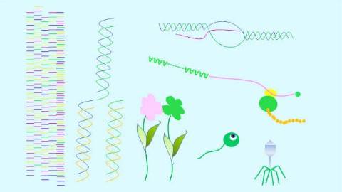 《分子生物学》PPT课件 刘青珍 武汉大学