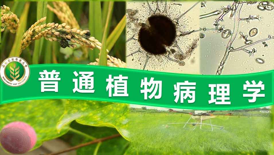 《普通植物病理学》PPT课件 李培琴  西北农林科技大学