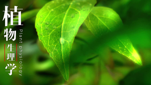 《植物生理学》PPT课件 李玲  华南师范大学