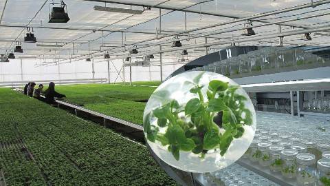 《植物组织培养技术》PPT课件 王振龙 辽宁农业职业技术学院