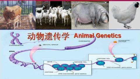 《动物遗传学》PPT课件 陈宏 西北农林科技大学