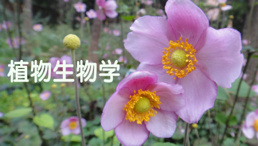 《植物生物学》PPT课件 白洁  四川大学