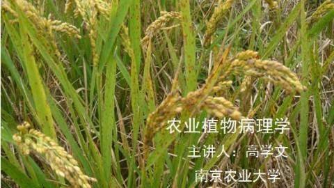 《农业植物病理学》PPT课件 高学文 南京农业大学