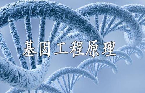 基因工程原理