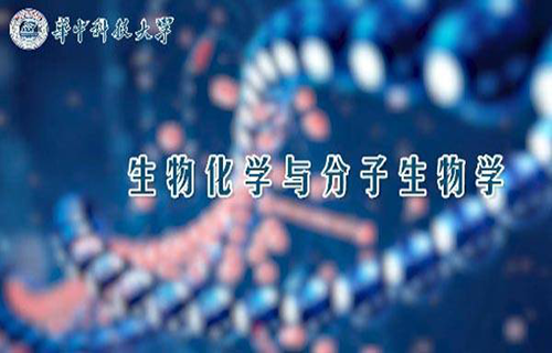 生物化学与分子生物学