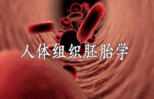 人体组织胚胎学